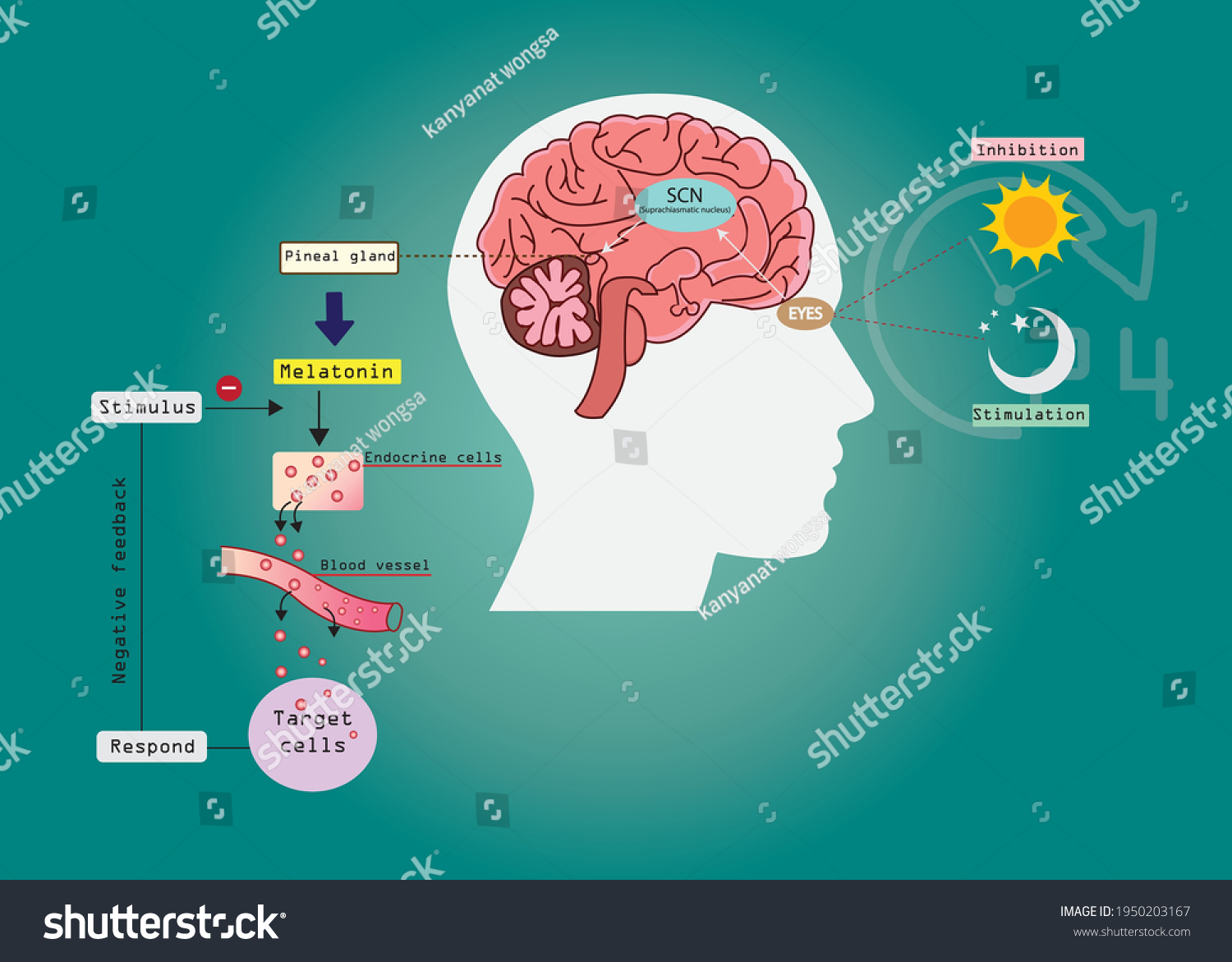 Circadian Rhythms Controlled By Circadian Clocks Stock Vector (Royalty ...