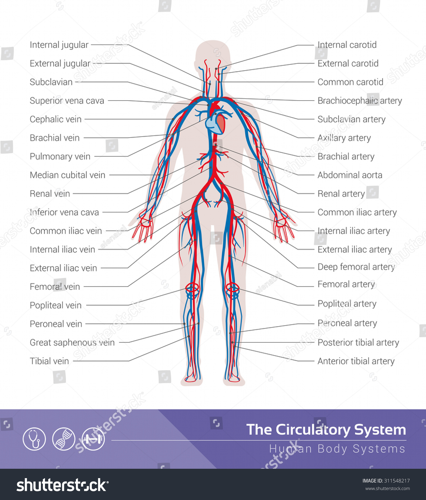 The Circulatory Or Cardiovascular Human Body System Medical