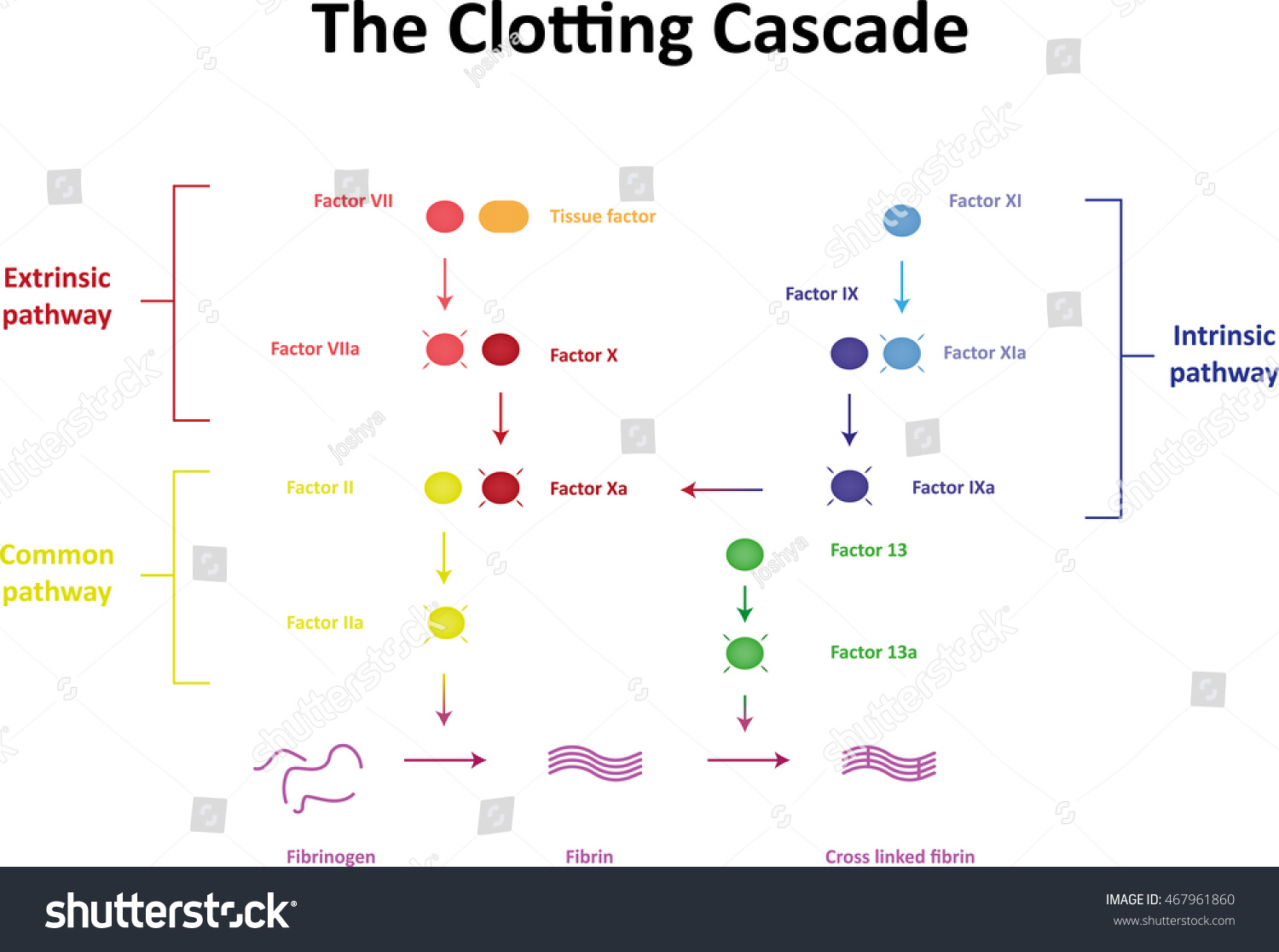 Clotting Cascade Labeled Diagram Stock Vector Royalty Free