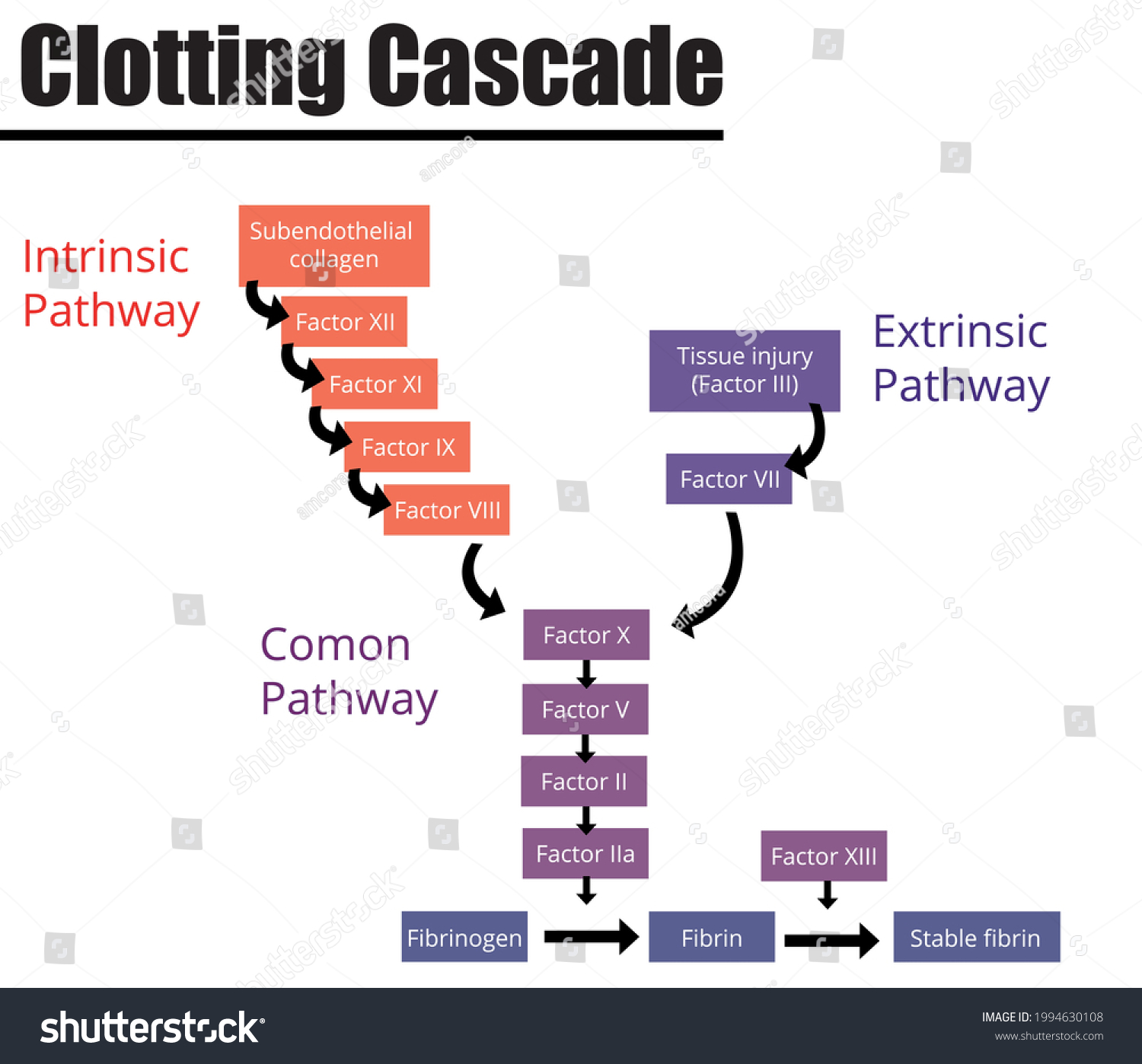 clotting-cascade-labeled-diagram-coagulation-factors-stock-vector-royalty-free-1994630108