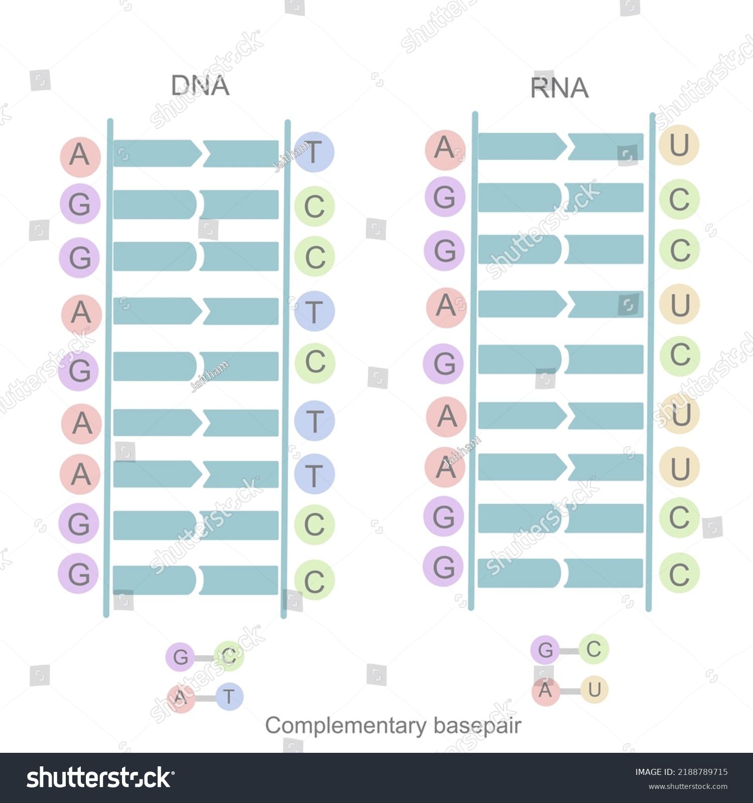 29 Adenine uracil pair Images, Stock Photos & Vectors | Shutterstock