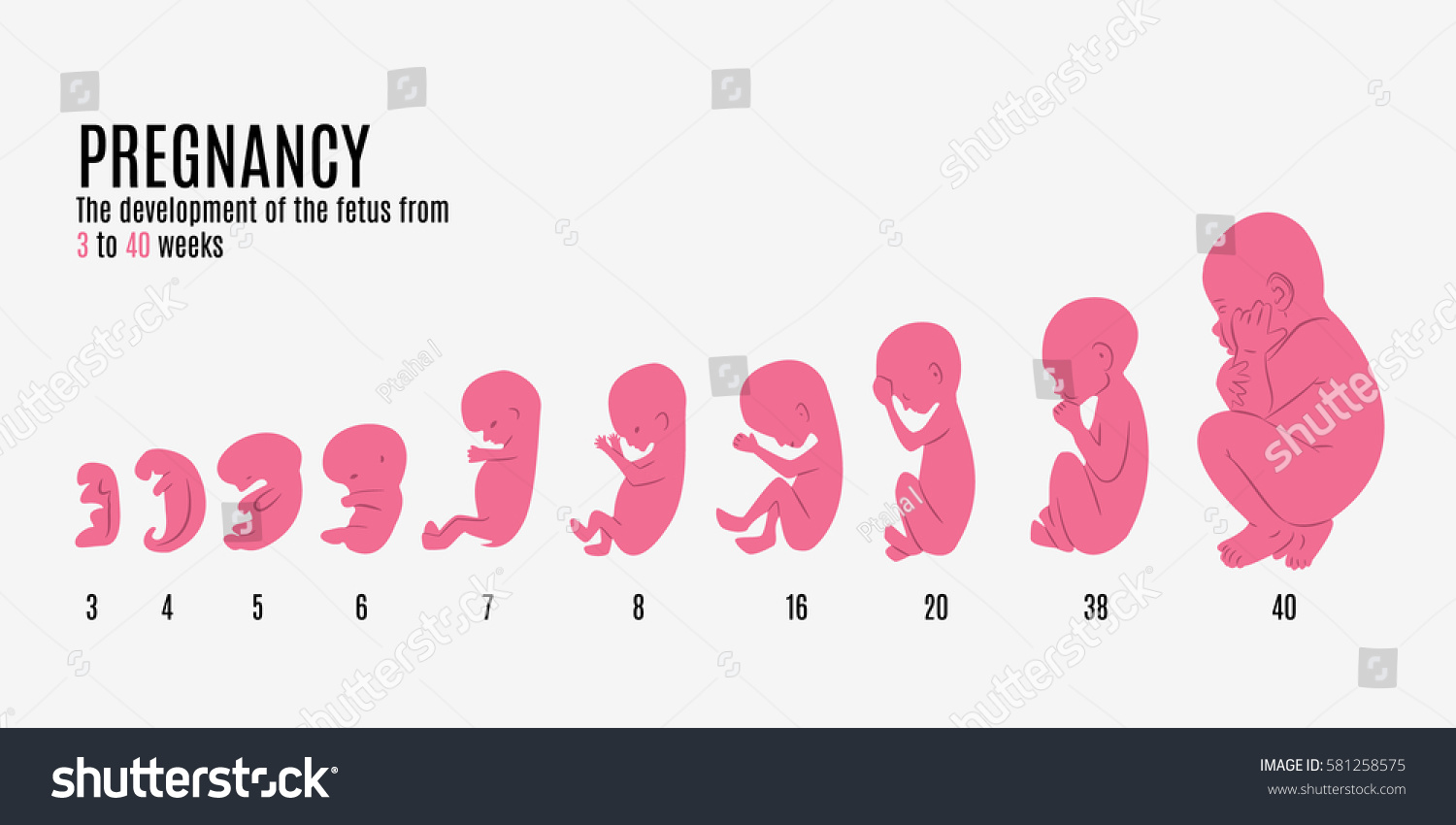 Children go through different periods in their growth since they are in the uterus, they present different prenatal stages.