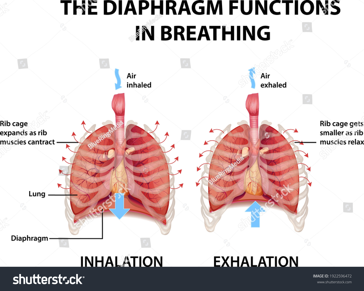 Diaphragm Functions Breathing Illustration Stock Vector (Royalty Free ...