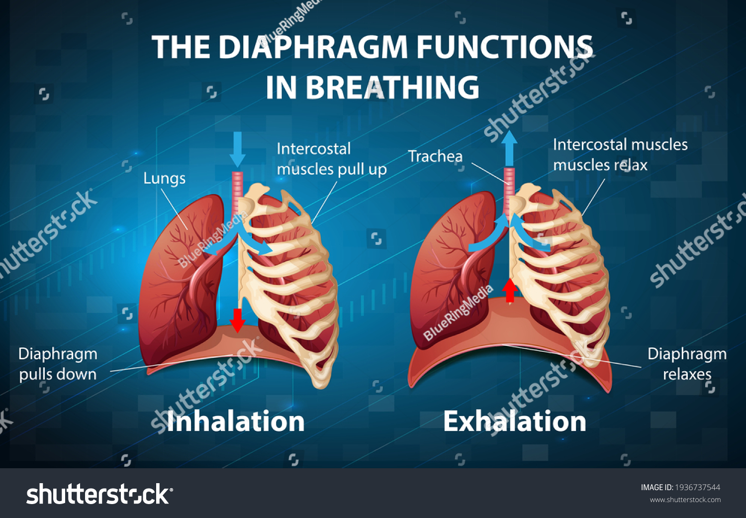 4,869 Breathing diagrams Images, Stock Photos & Vectors | Shutterstock