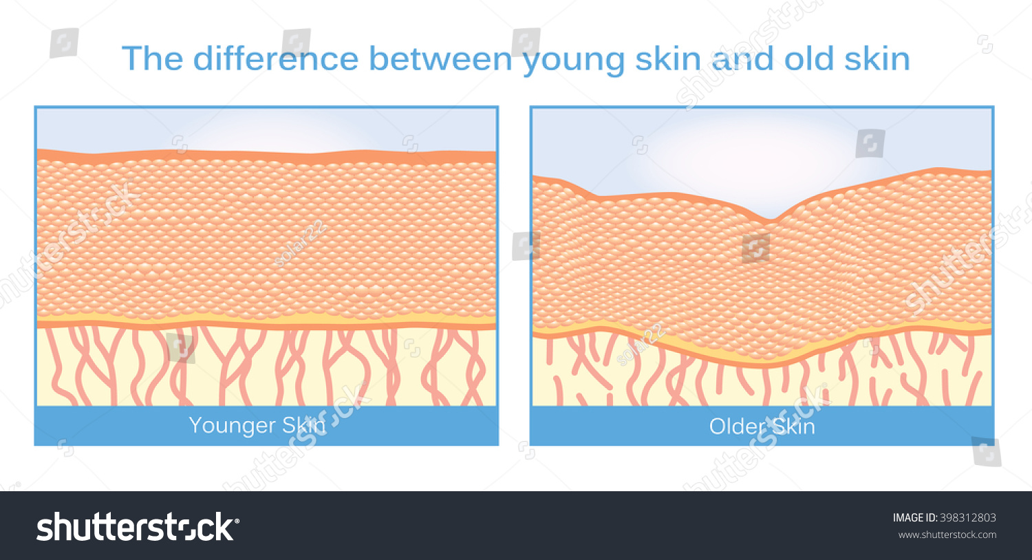 Difference Between Young Skin Old Skin Stock Vector 398312803 ...