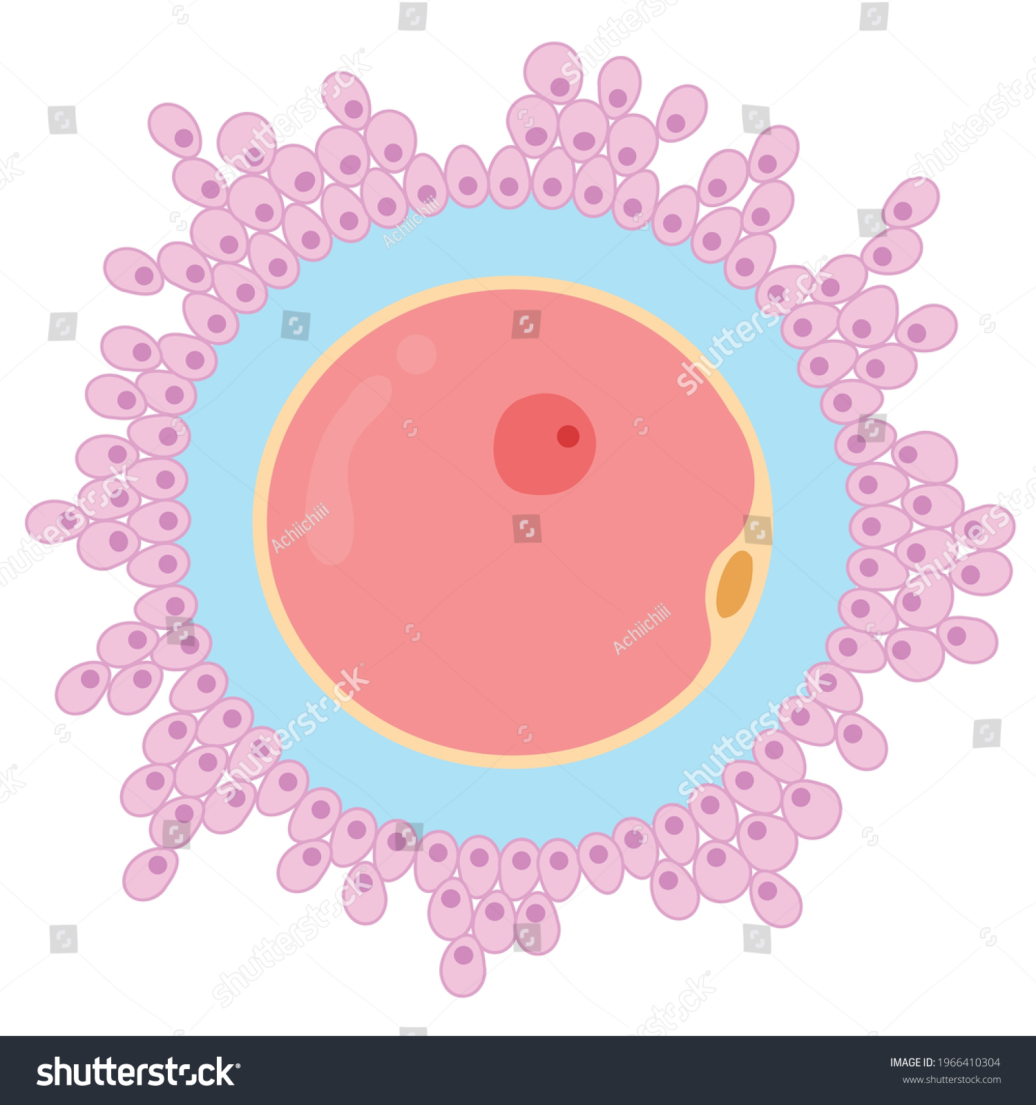 Egg Cell Ovum Female Reproductive Cell Stock Vector Royalty Free 1966410304 