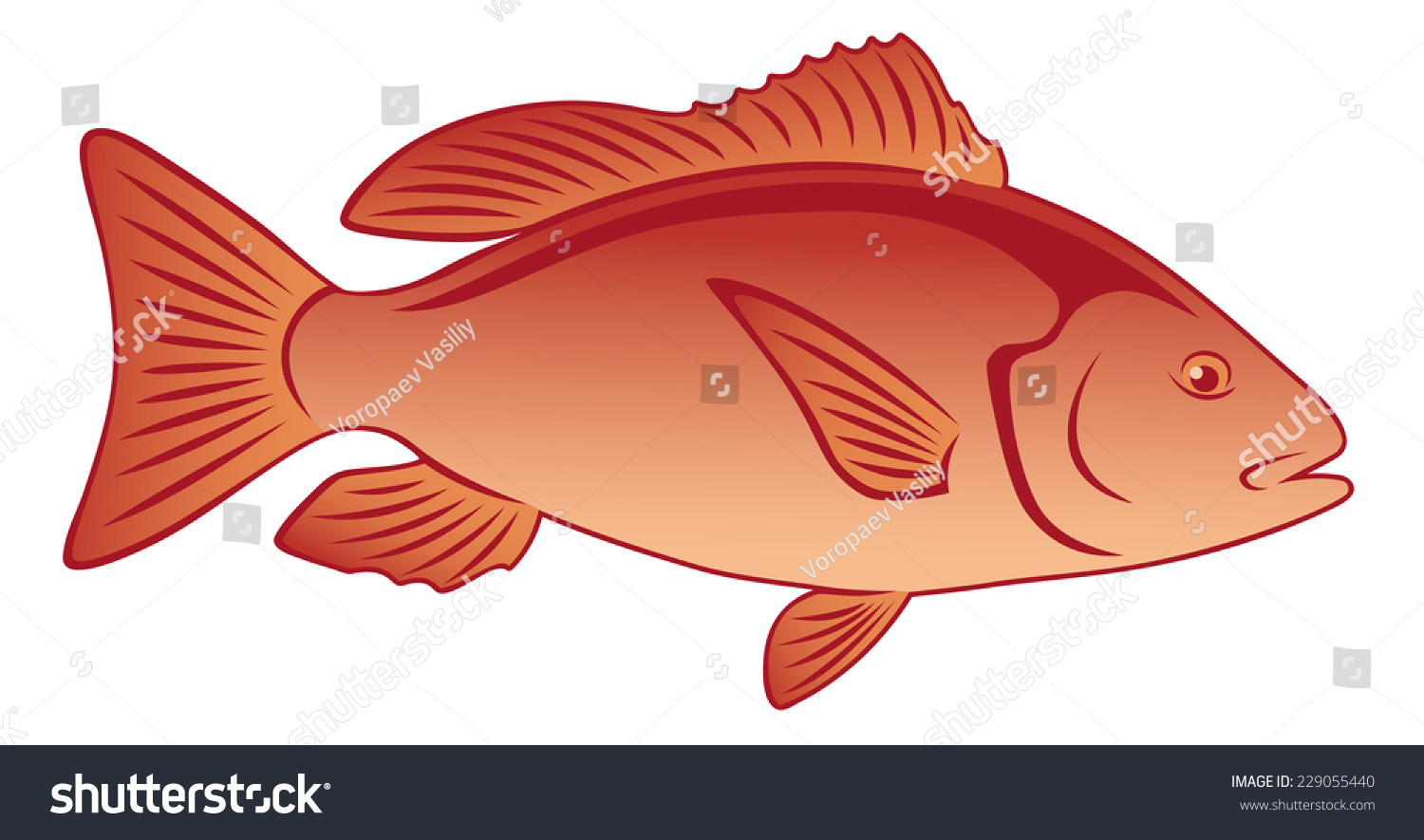 90 Dentex snapper Images, Stock Photos & Vectors | Shutterstock