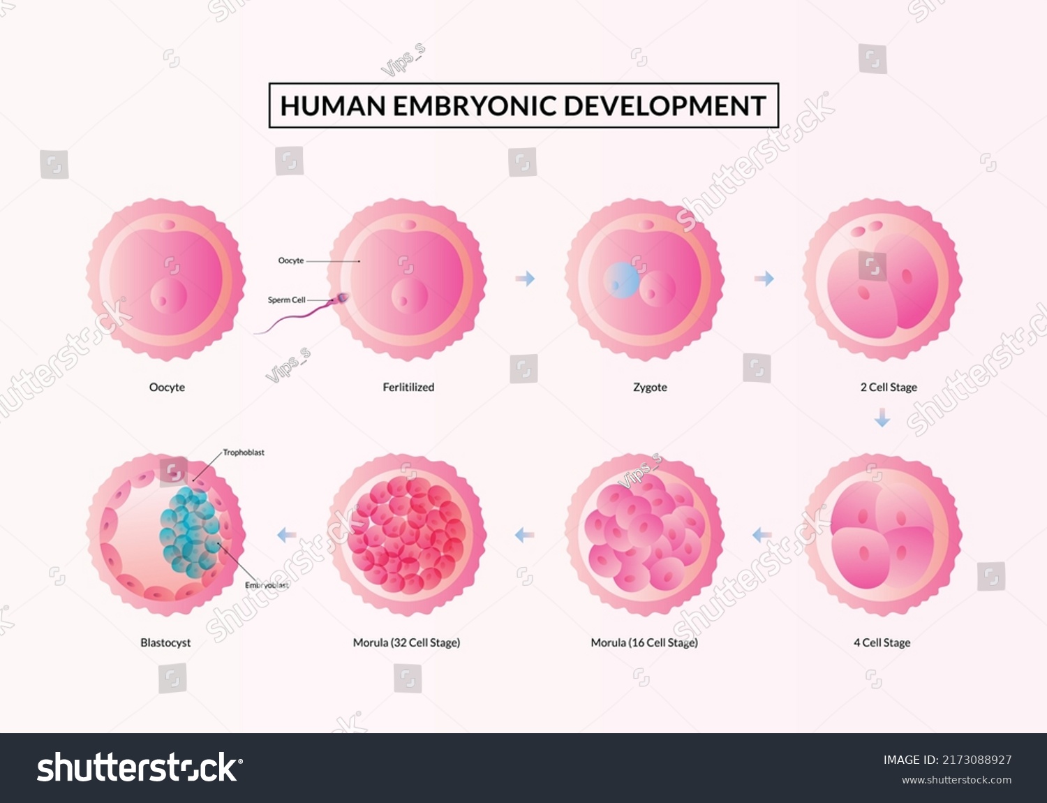 First Week Pregnancy Stages Human Embryonic Stock Vector (Royalty Free ...