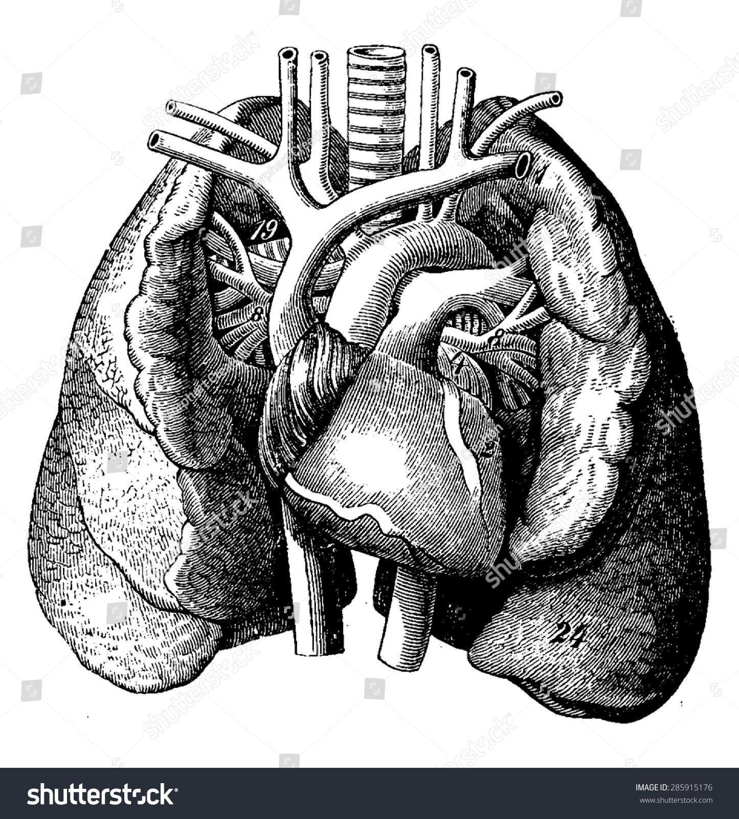 The Heart In The Middle Of The Lungs, Vintage Engraved Illustration. La ...