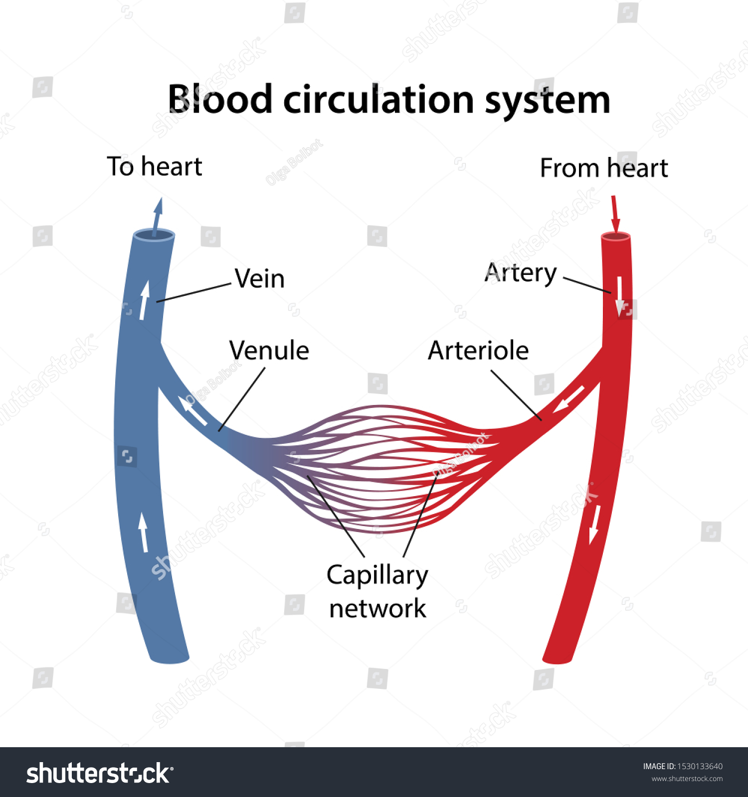 Human Blood Circulatory System Diagram Arterial Stock Vector (Royalty ...