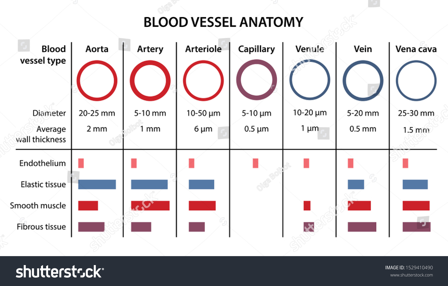 Human Circulatory System Anatomy Blood Vessels Stock Vector