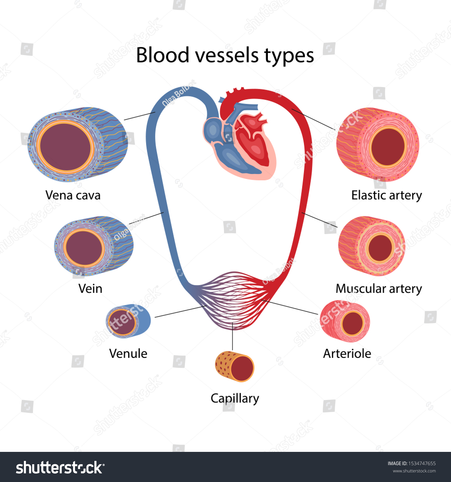 Human Circulatory System Blood Vessels Types Stock Vector Royalty Free Shutterstock