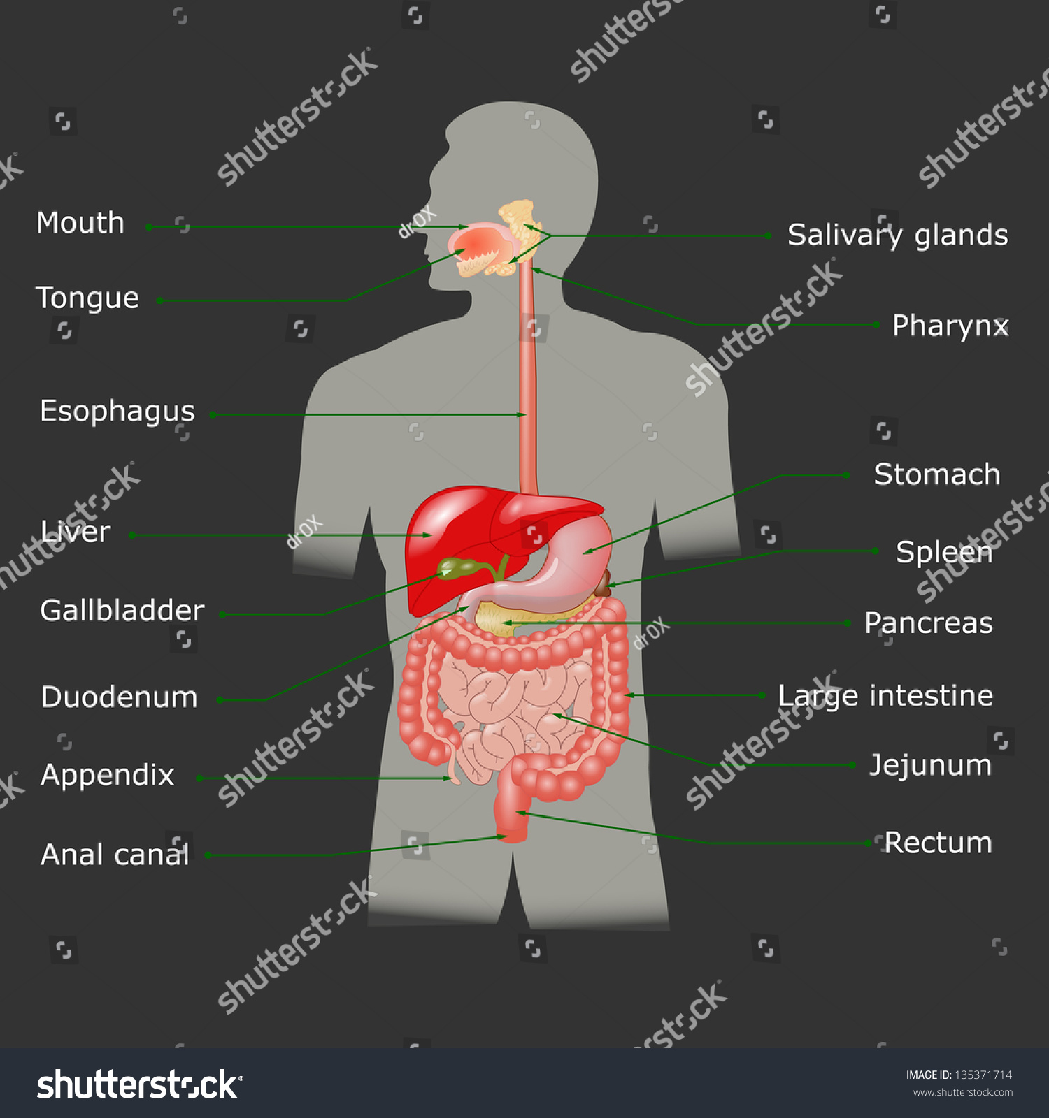 Human Digestive System Vector Format Stock Vector (Royalty Free) 135371714