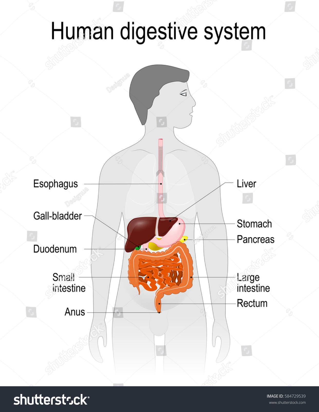 Human Digestive System Digestive Tract Labelled Stock Vector (Royalty ...