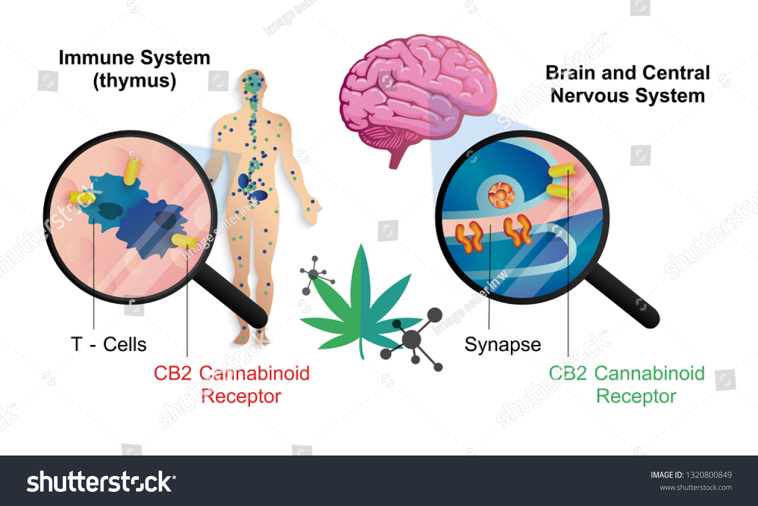 Human Endocannabinoid System Brain Central Nervous Stock Vector Royalty Free 1320800849