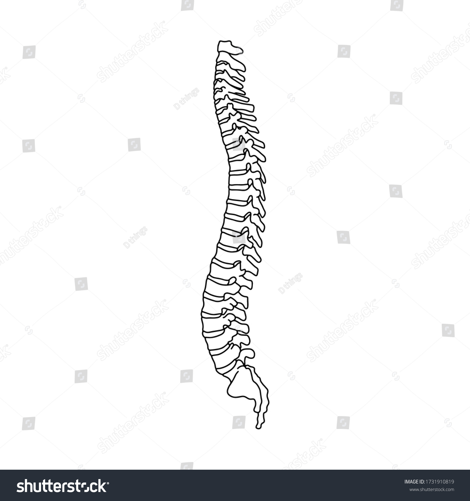 7,947 Spine outline Images, Stock Photos & Vectors | Shutterstock