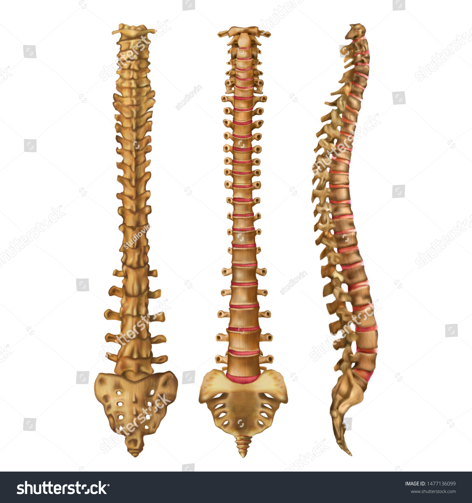 Human Spine Vertebral Column Backbone Anterior Stock Vector (Royalty ...