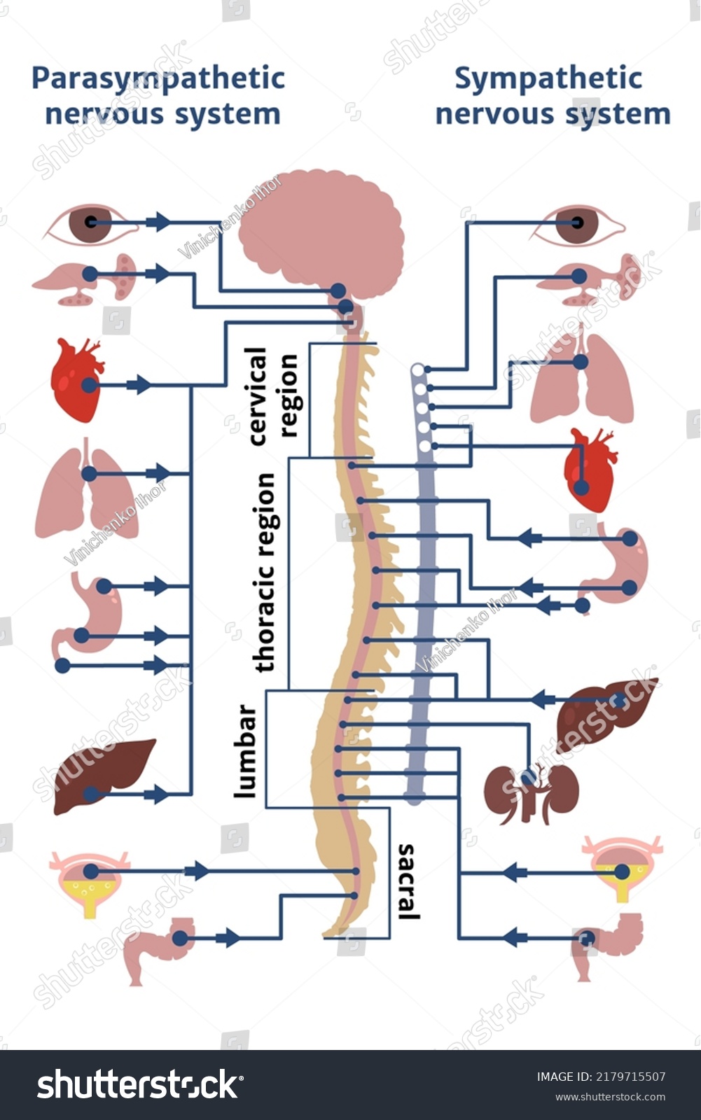 Human Sympathetic Parasympathetic Nervous System Medical Stock Vector ...