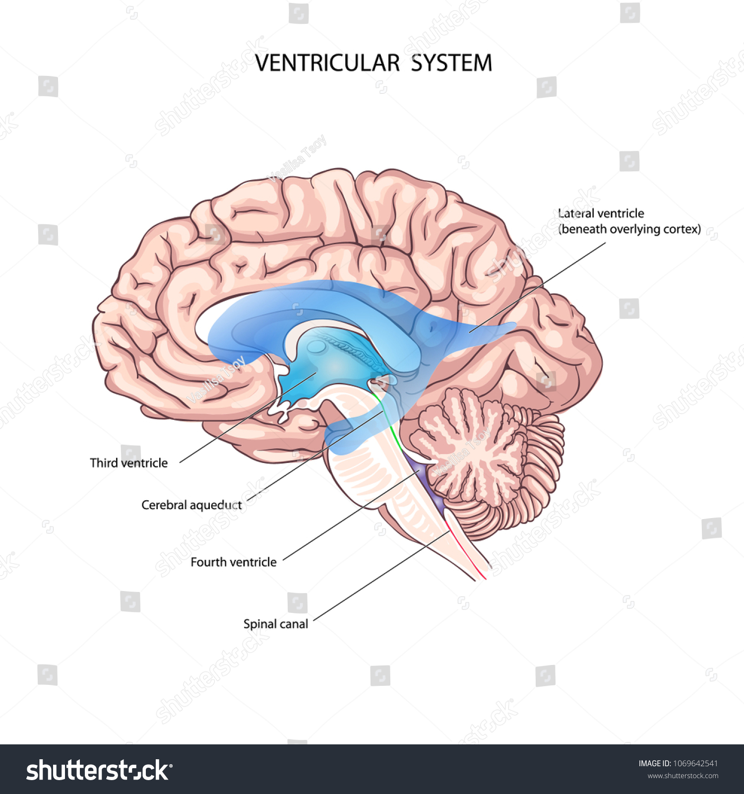 SVG of The human ventricular system. Brain anatomy. the third ventricle, the cerebral aqueduct, the fourth ventricle, and the spinal canal. the power of the brain. brain fluid
 svg
