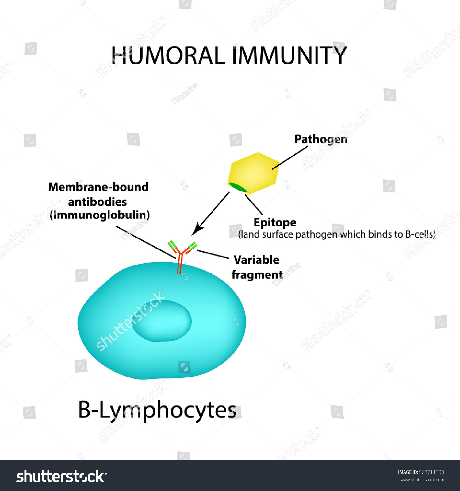 Humoral Immunity B Lymphocytes Antigen Pathogen Stock Vector (Royalty ...