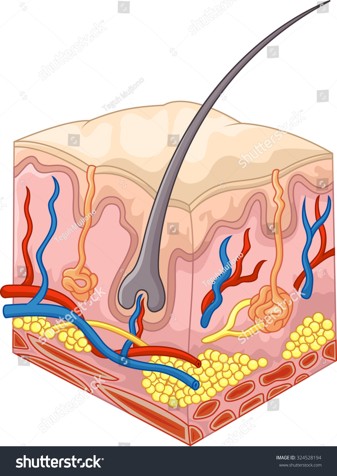 Layers Skin Pores Stock Vector 324528194 - Shutterstock