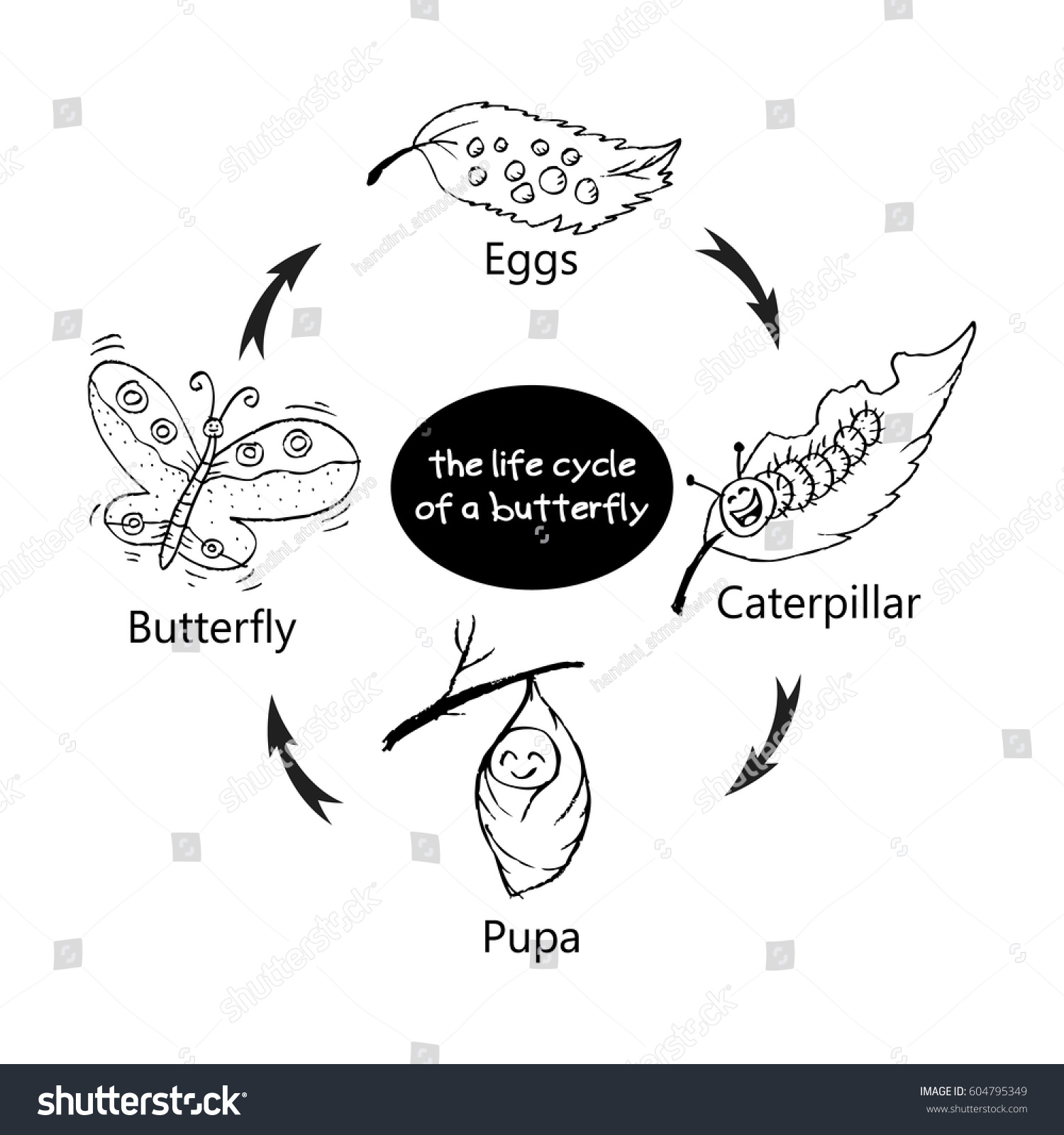 Life Cycle Butterfly Stock Vector (Royalty Free) 604795349 | Shutterstock