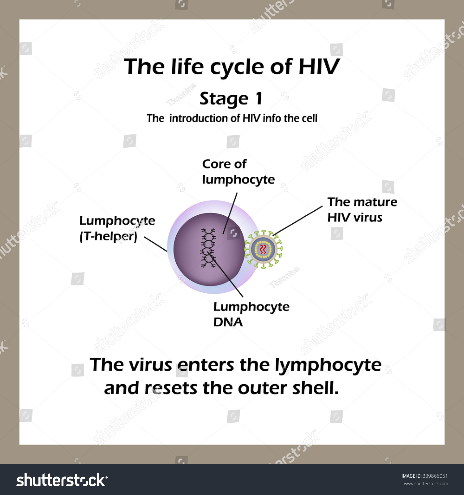 Life Cycle Hiv Stage 1 Virus Stock Vector Royalty Free 339866051