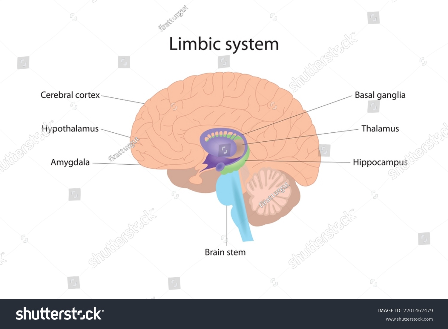 SVG of The limbic system is responsible for the management of human emotional and physical reactions. Human brain svg