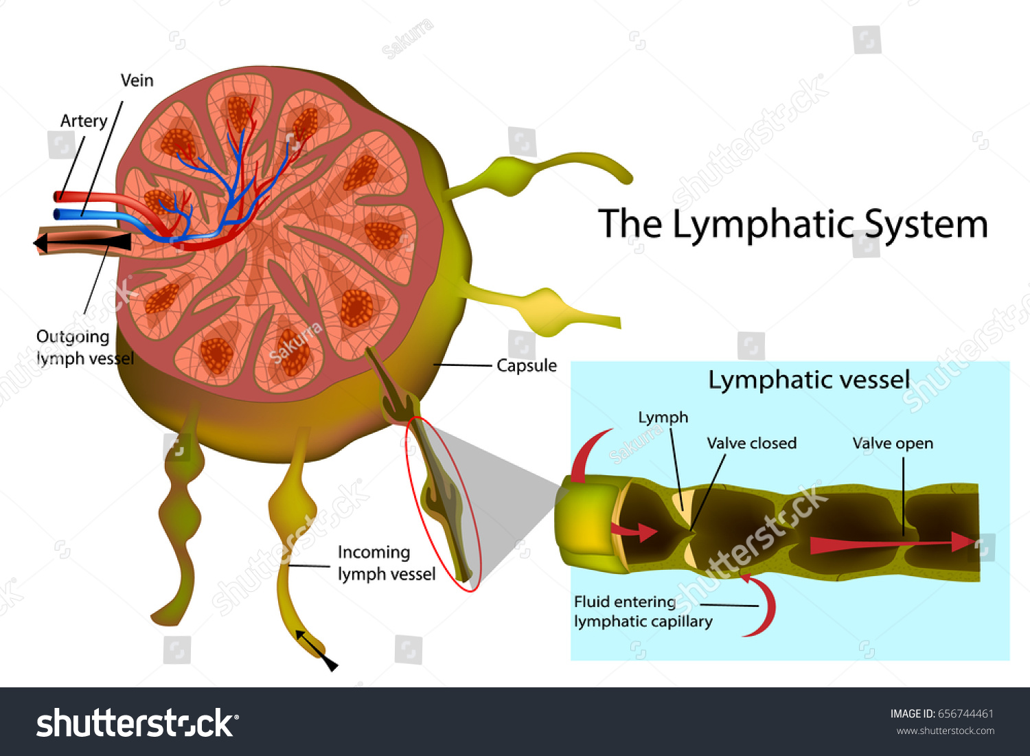 Lymphatic System Structure Lymph Node Longitudinal Stock Vector