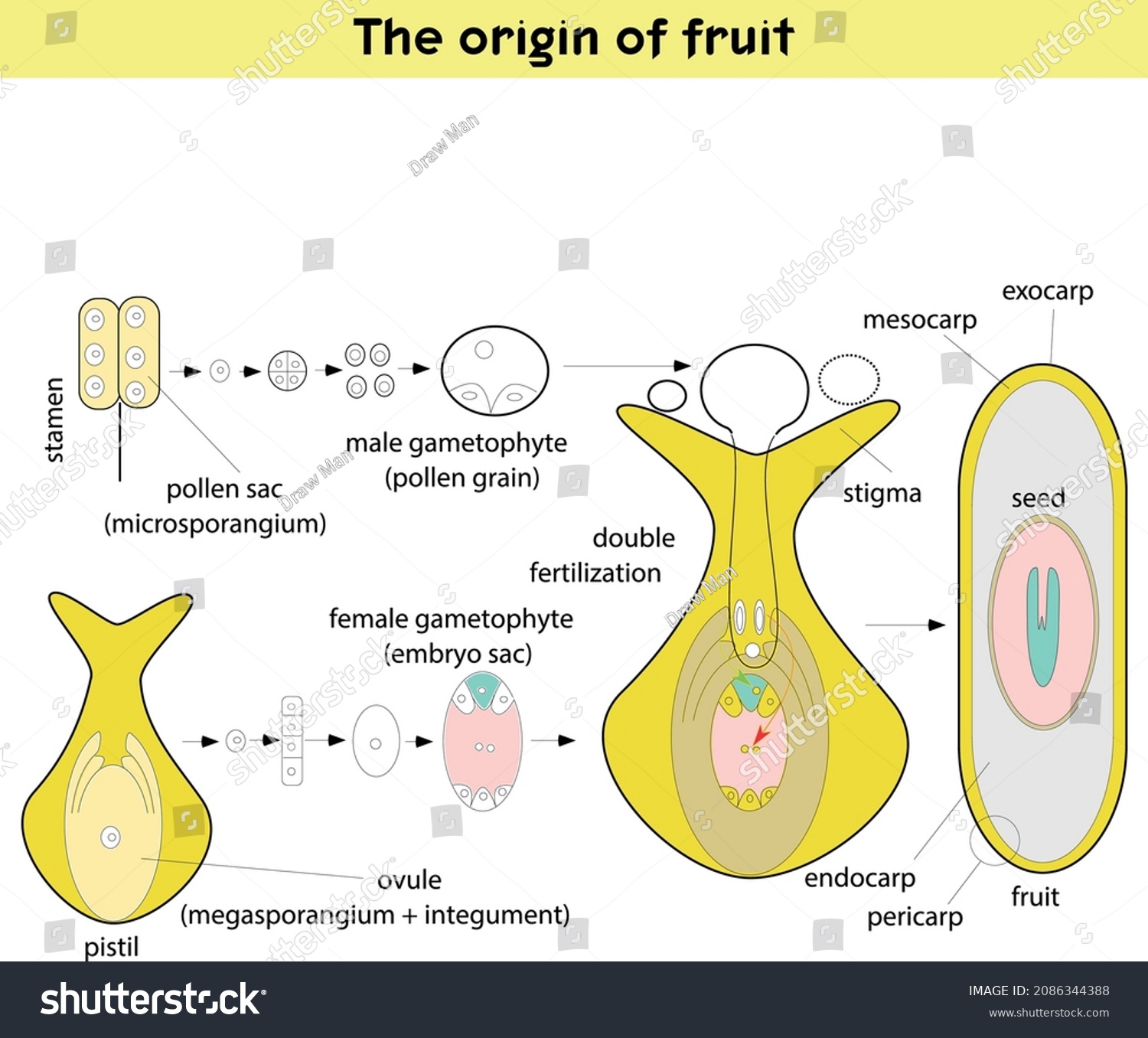 Origin Fruit Structure Pistil Stamens Section Stock Vector (Royalty ...