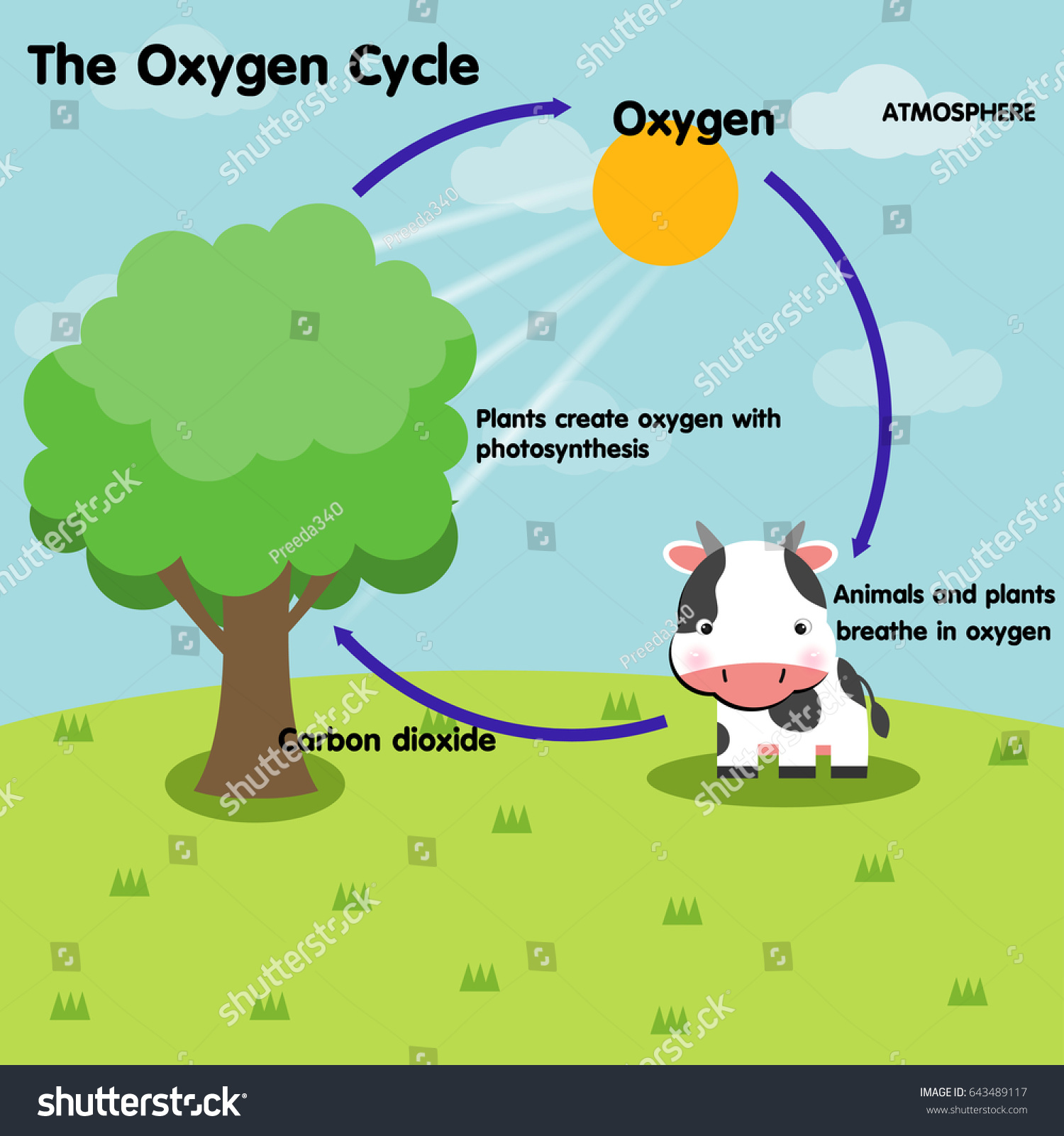 Oxygen Cycle Stock Vector 643489117