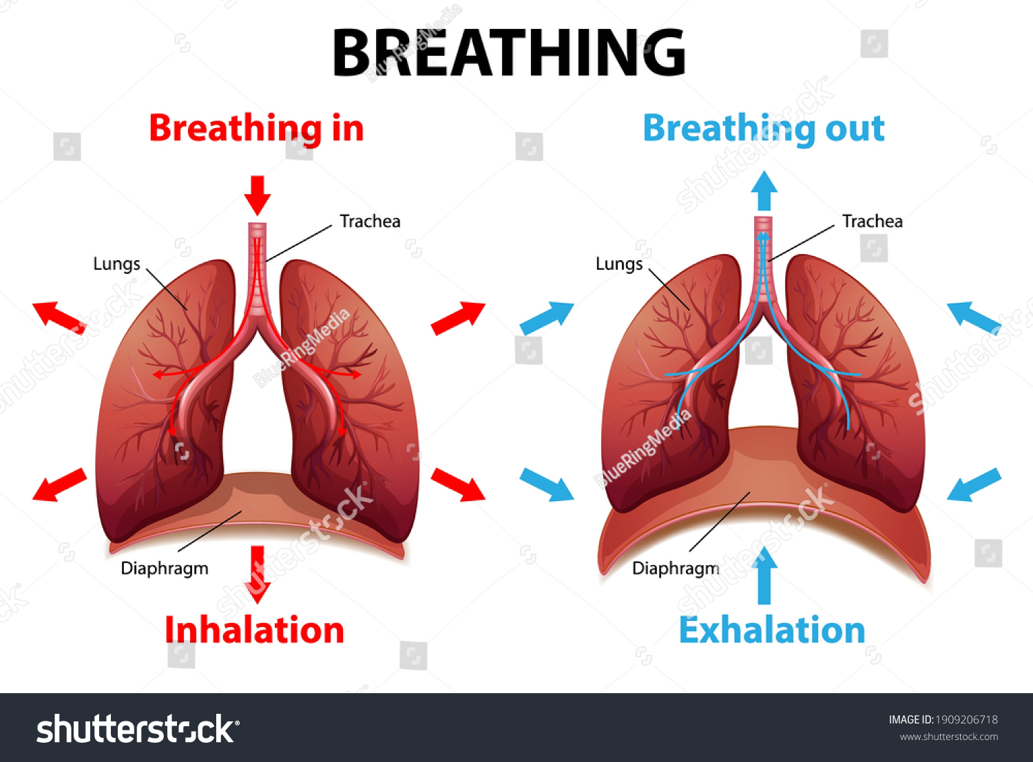 Process Breathing Explained Illustration Stock Vector (Royalty Free ...