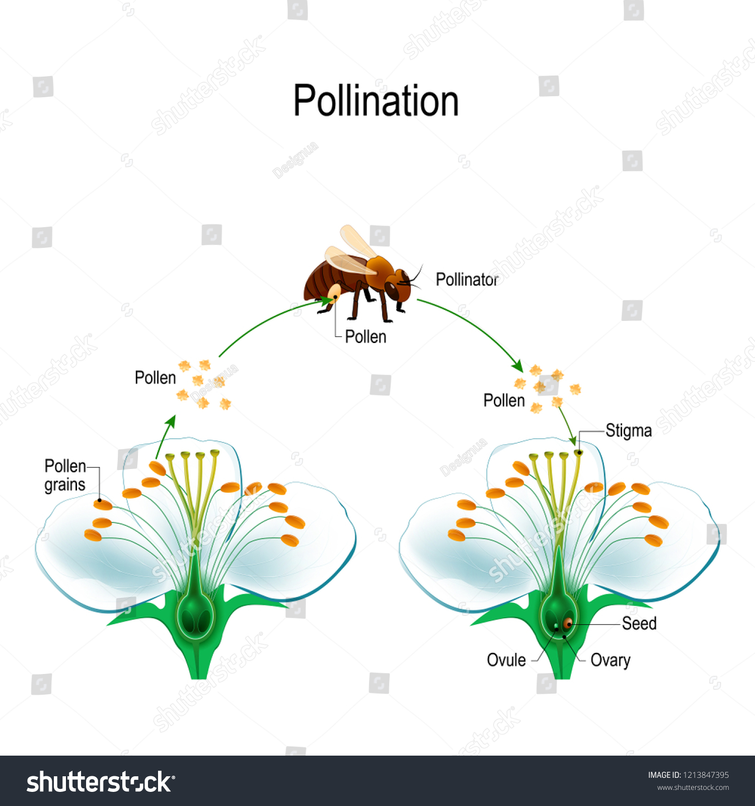 59 Cross Pollination Stock Vectors Images Vector Art Shutterstock