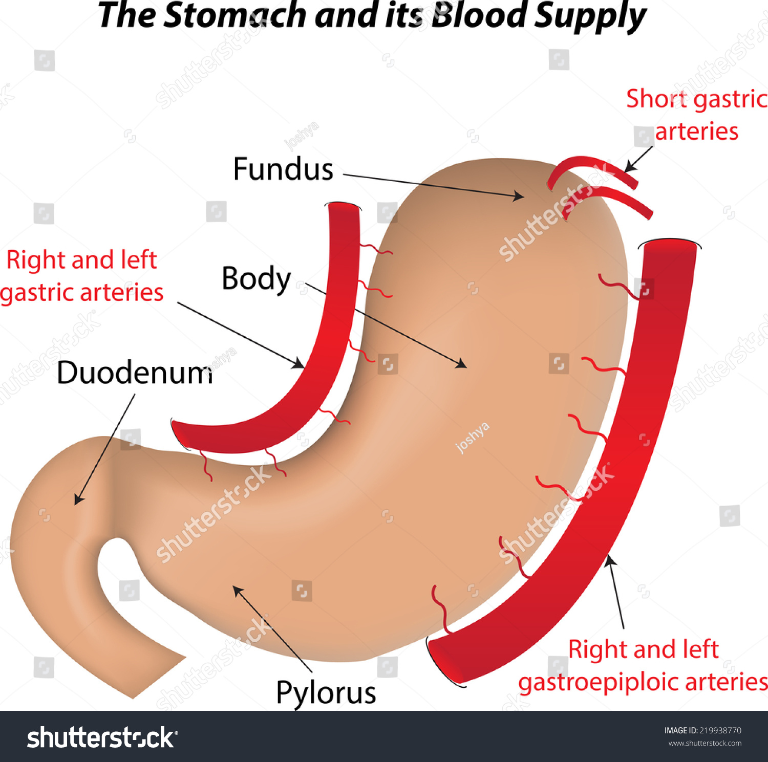 [diagram] Liver Blood Supply Diagram - Mydiagram.online