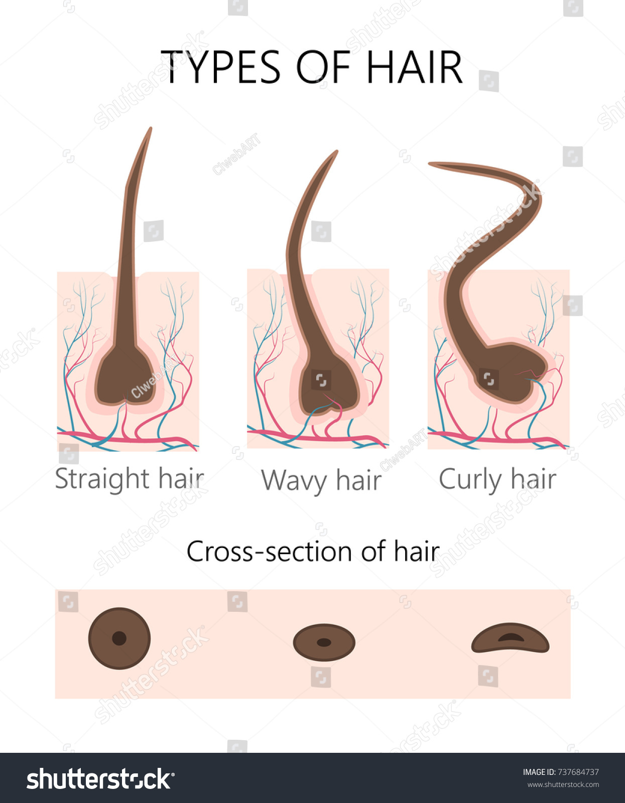 Structure Arrangement Hair Follicle Color Vector Stock Vector