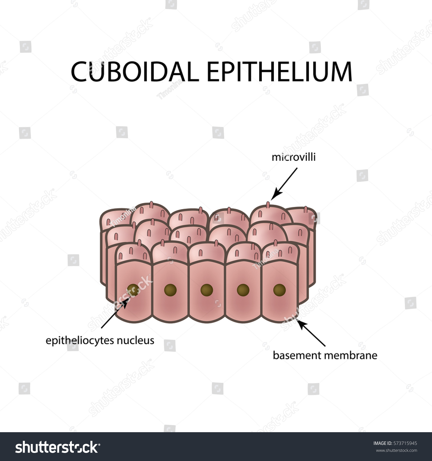 Structure Cubic Epithelium Infographics Vector Illustration Stock ...