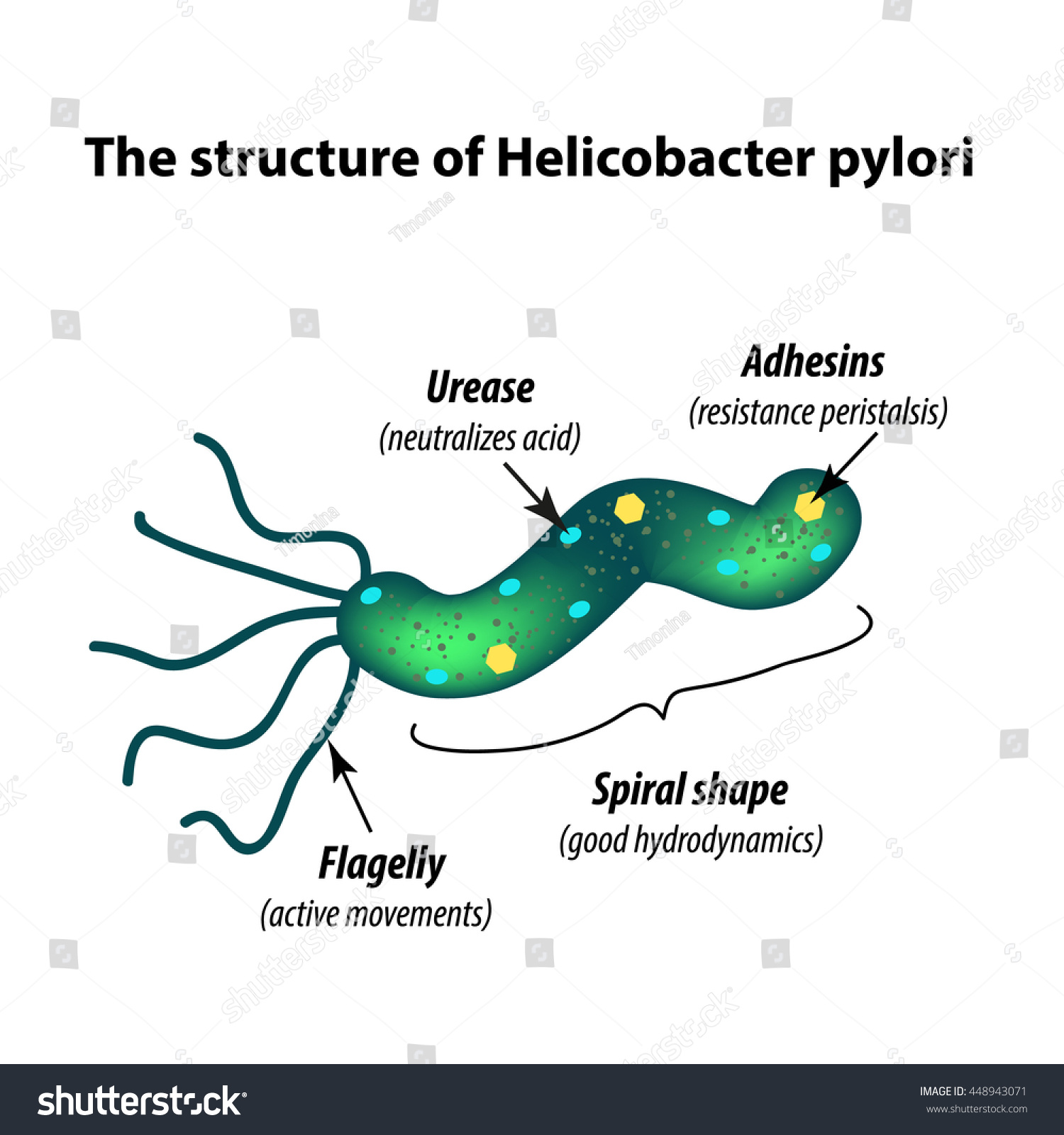 Structure Helicobacter Pylori Infographics Vector Illustration Shutterstock