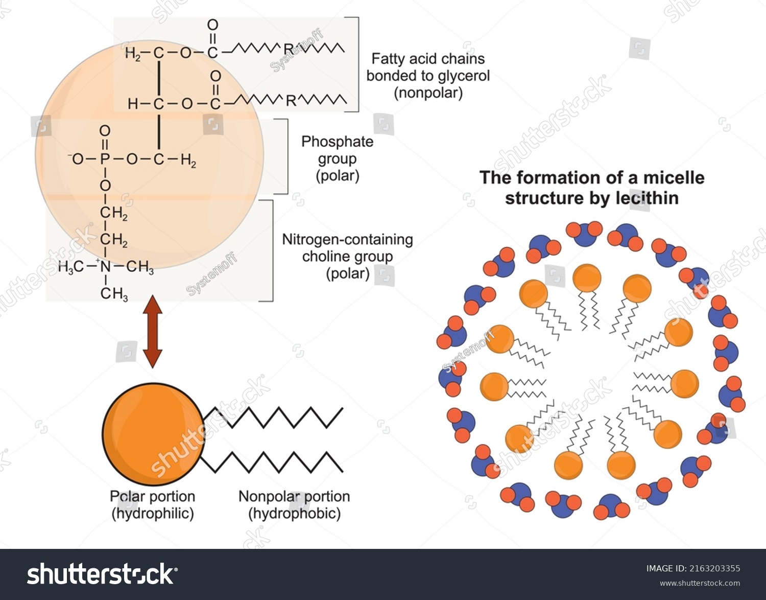 Structure Lecithin Formation Micelle Structure Stock Vector (Royalty ...