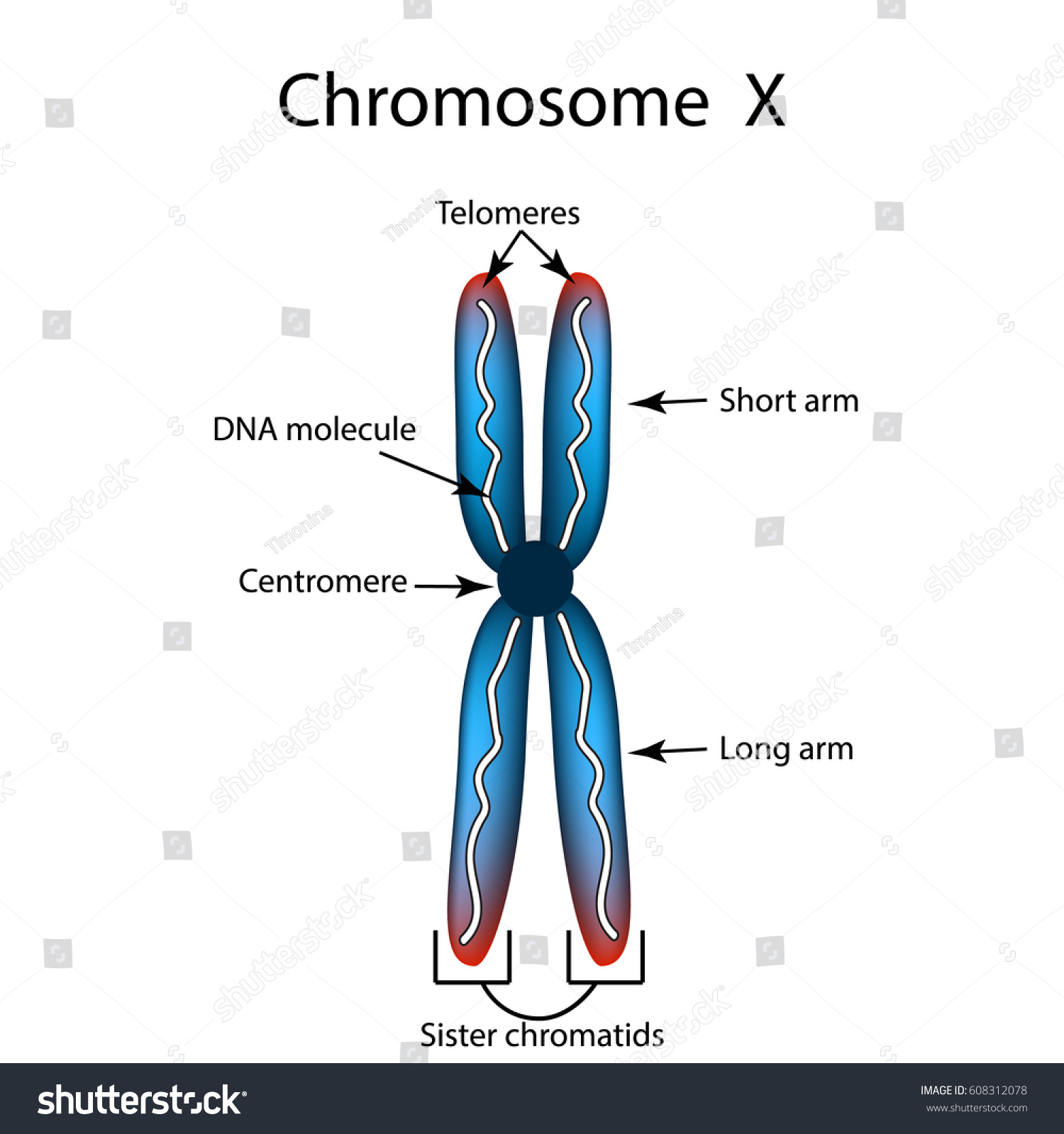 Structure Chromosome Infographics Vector Illustration On Stock Vector 608312078 Shutterstock 8634