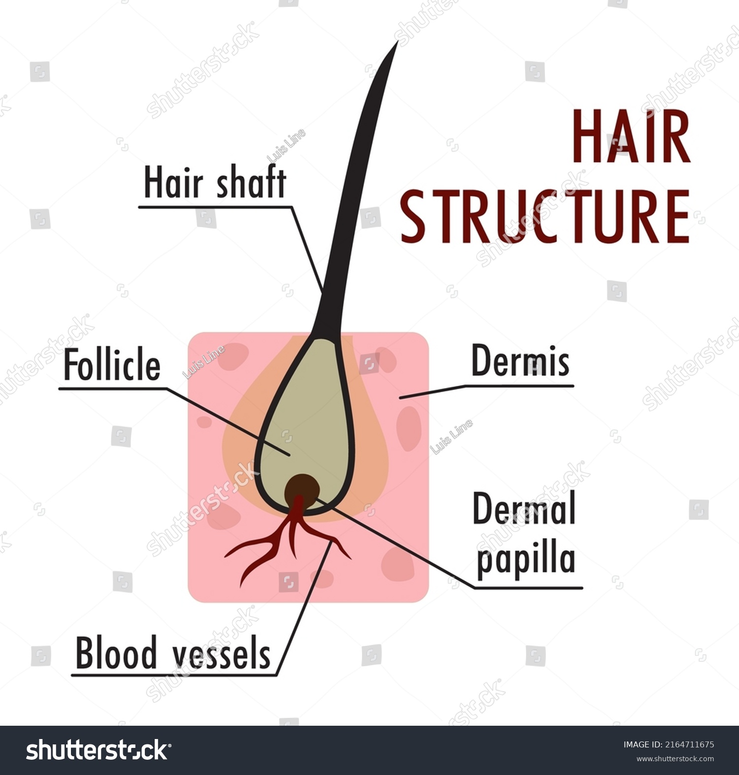 Structure Hair Hair Structure Medical Educational Stock Vector (royalty 