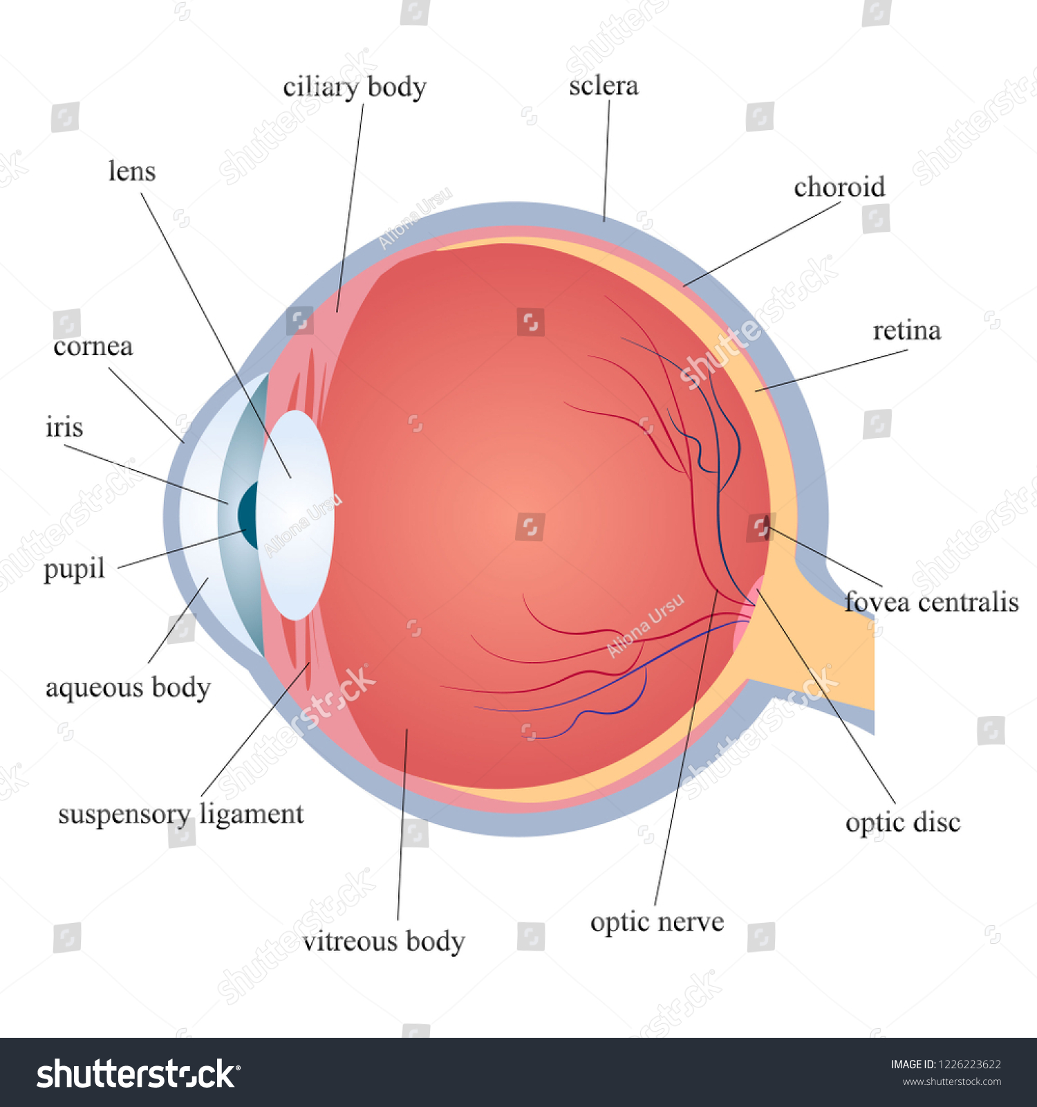 Structure Human Eye Vector Stock Vector (Royalty Free) 1226223622