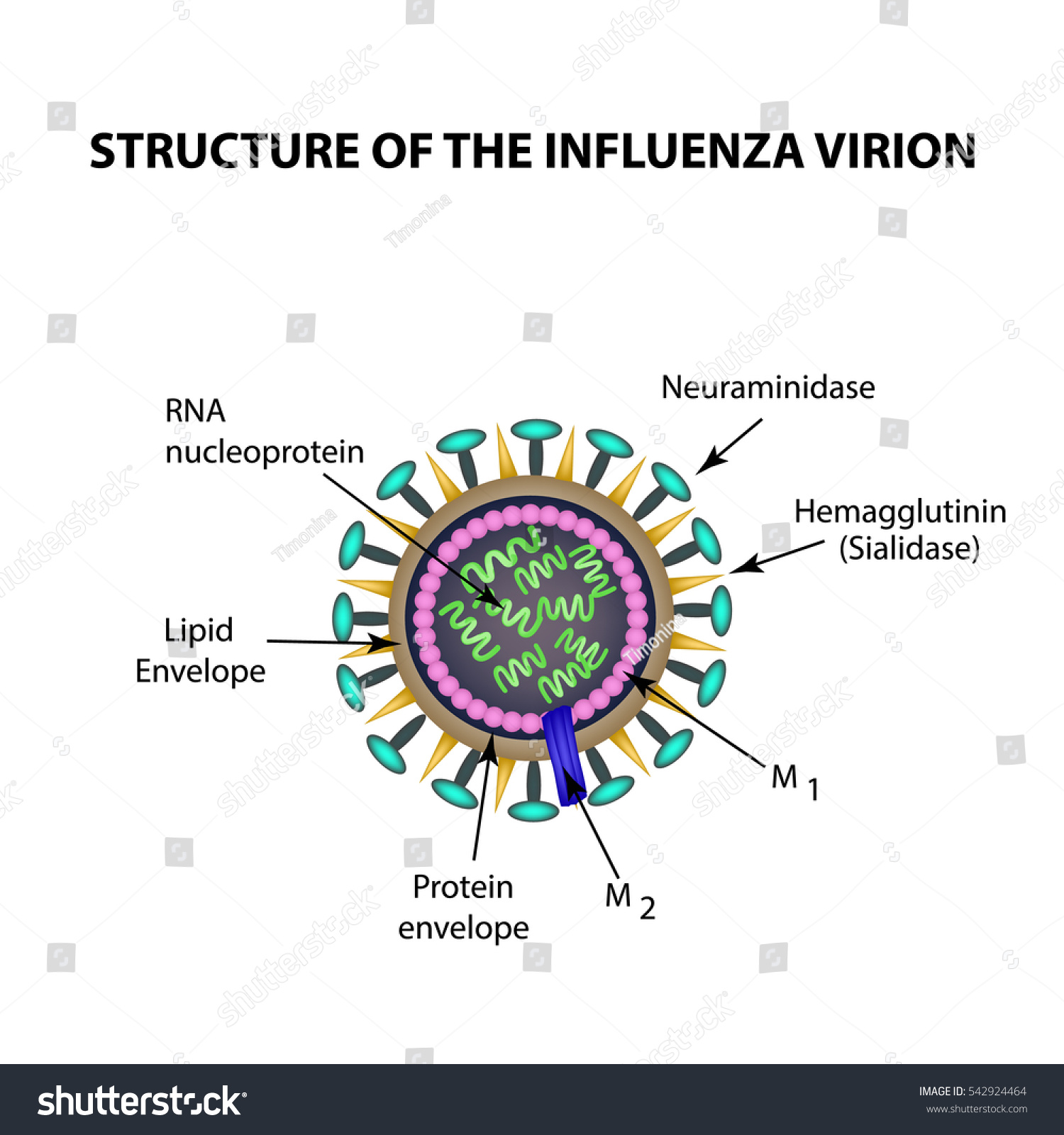 Structure Influenza Virus Infographics Vector Illustration Stock Vector ...