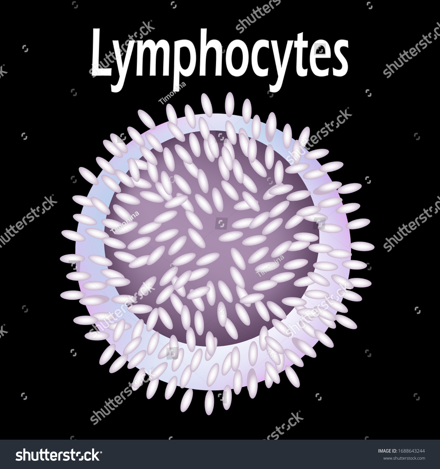 Structure Lymphocyte Lymphocytes Blood Cell White Stock Vector (Royalty ...