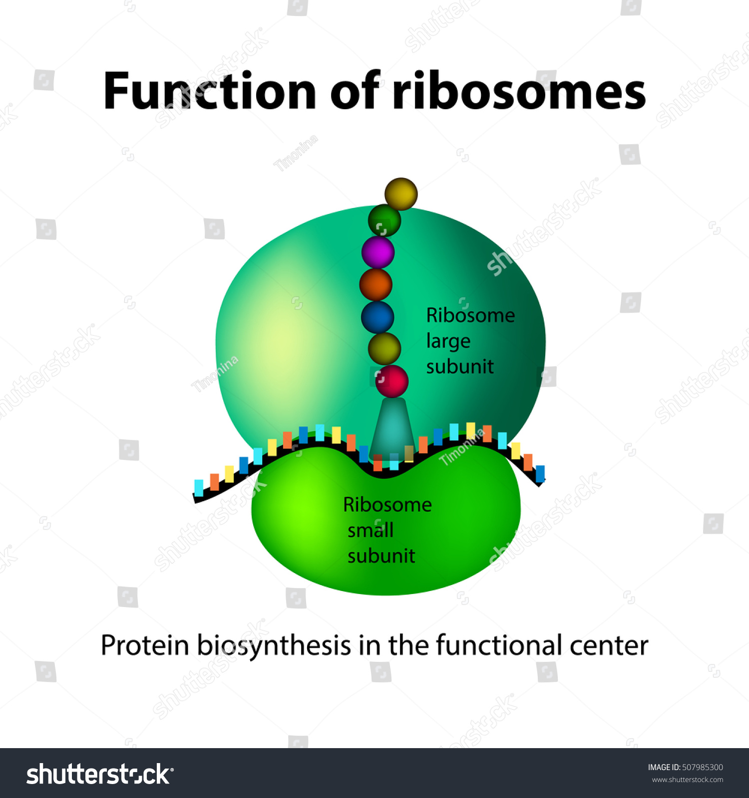 The Structure Of The Ribosome. Functions. Infographics. Vector ...