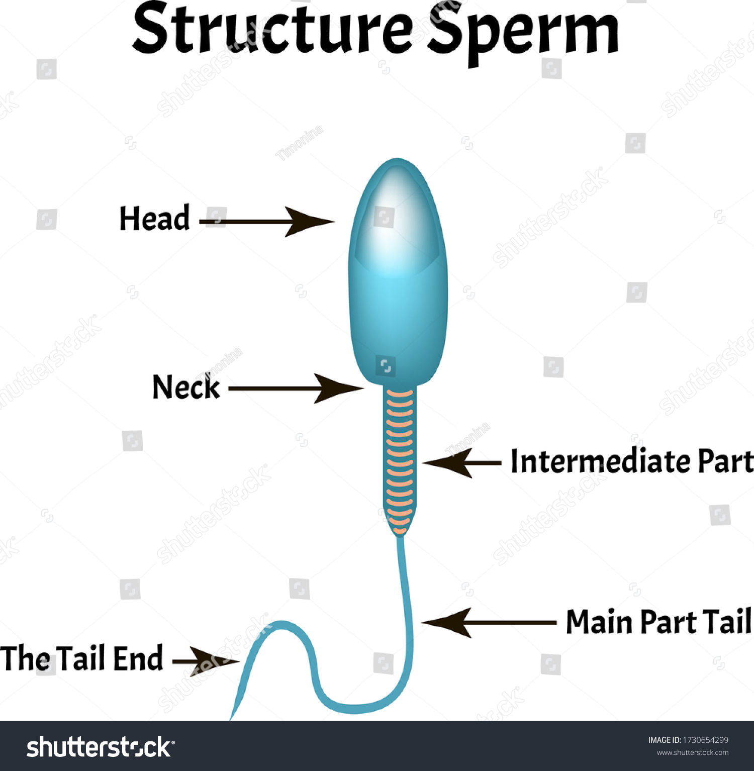 Structure Sperm Infographics Vector Illustration On Stock Vector Royalty Free 1730654299 
