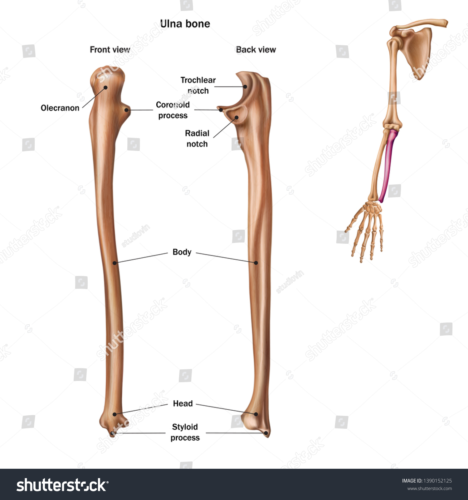 Structure Ulna Bone Name Description All Stock Vector Royalty Free 1390152125