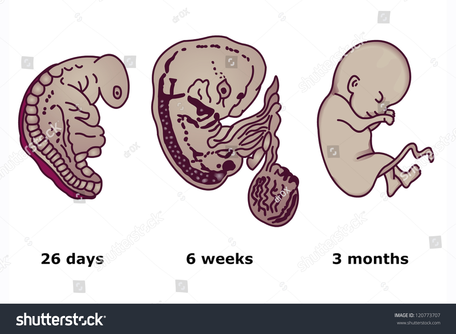 The Successive Stages Of Human Embryonic Development In Vector Format ...