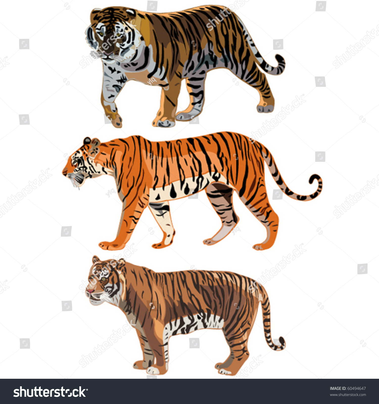 Three Tigers World Siberian Tigersumatran Tiger Stock Vector 60494647