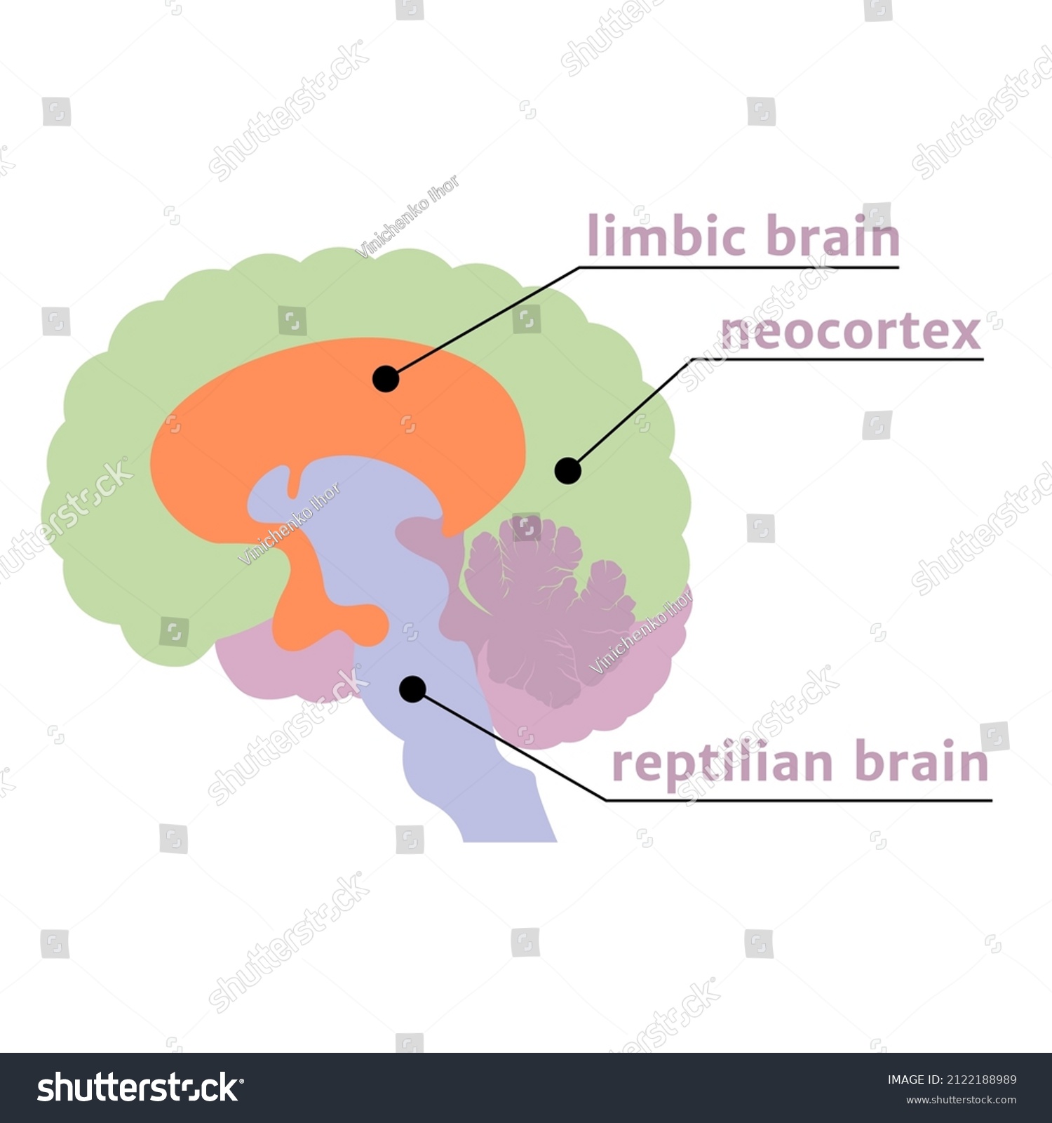 SVG of The Triune Brain. The notation of the structures with a description. Vector illustration svg