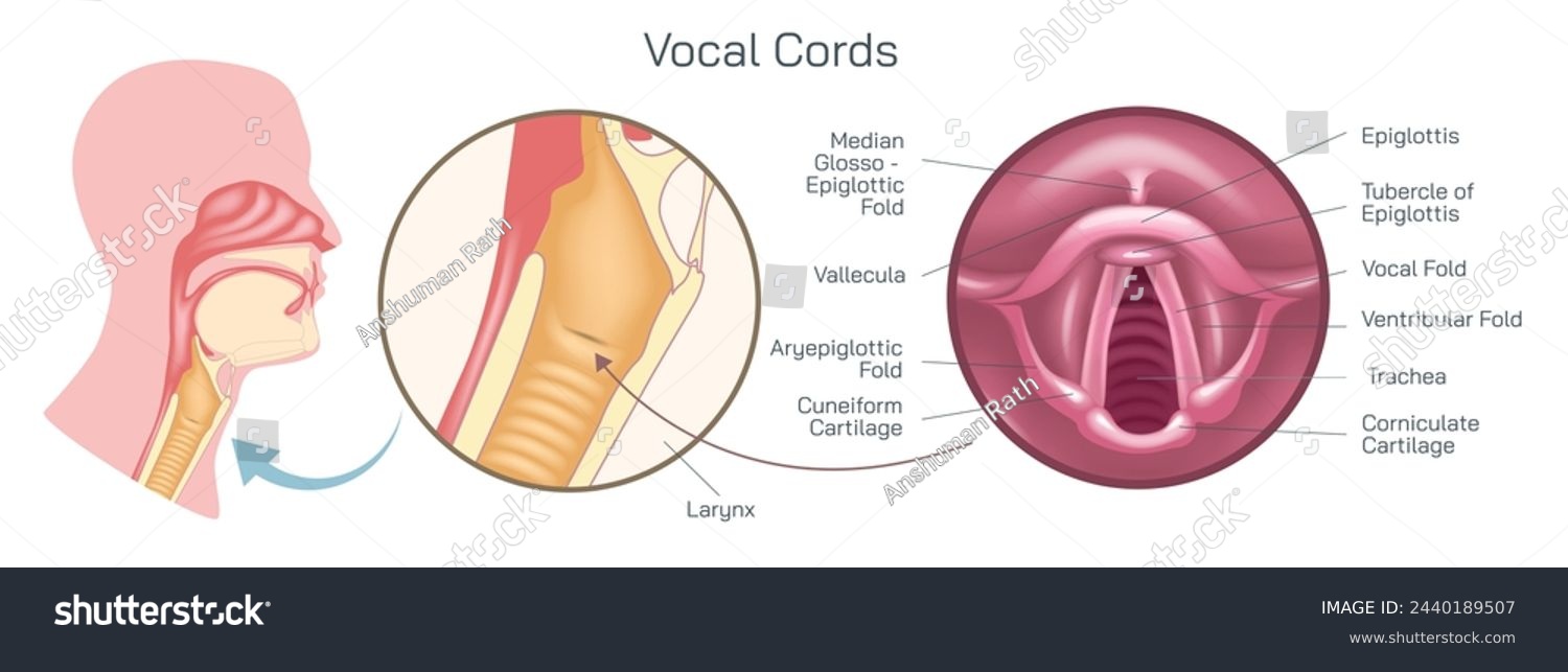 SVG of the vocal cords, or vocal folds, are two muscular bands inside the throat or voice box that produce the sound of your voice vector illustration. Closed and open folds. they help breathe and swallow. svg